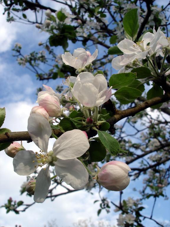 Gite Au Jardin Meilhan-sur-Garonne Bilik gambar