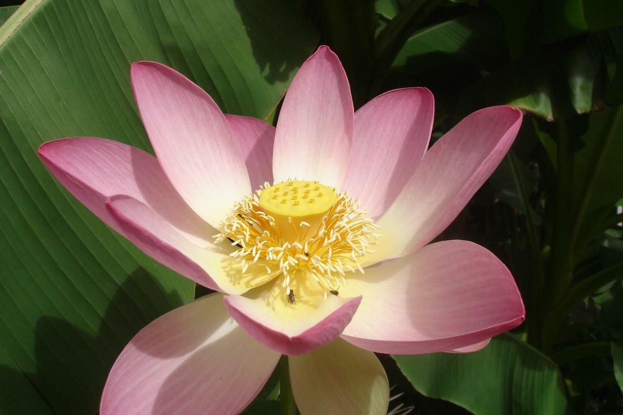 Gite Au Jardin Meilhan-sur-Garonne Luaran gambar